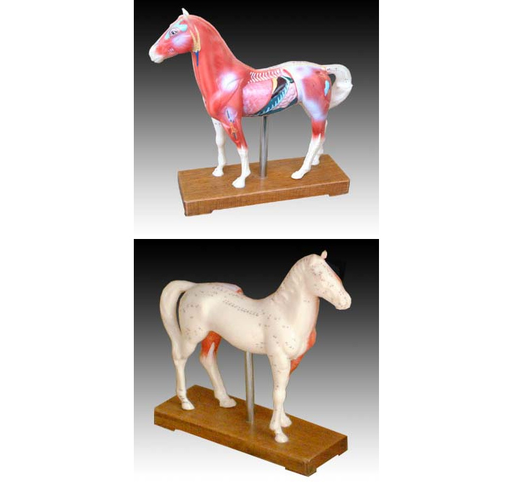 馬、豬、牛、狗、貓體針炙模型 馬、豬、牛、狗、貓體針炙模型