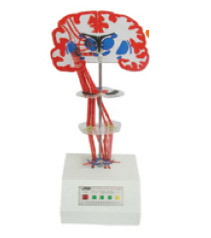 錐體外系(紋狀體-蒼白球)電動(dòng)模型 錐體外系(紋狀體-蒼白球)電動(dòng)模型